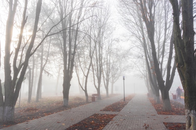 Alberi spogli alla luce del sole nebbia Park