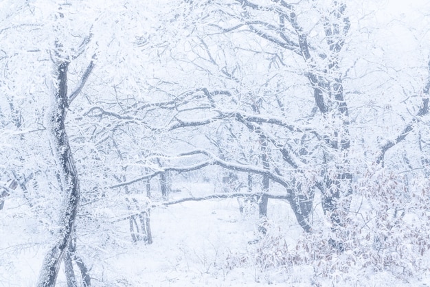 Alberi spogli congelati coperti di brina, scena invernale