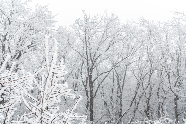 Alberi spogli congelati coperti di brina, scena invernale