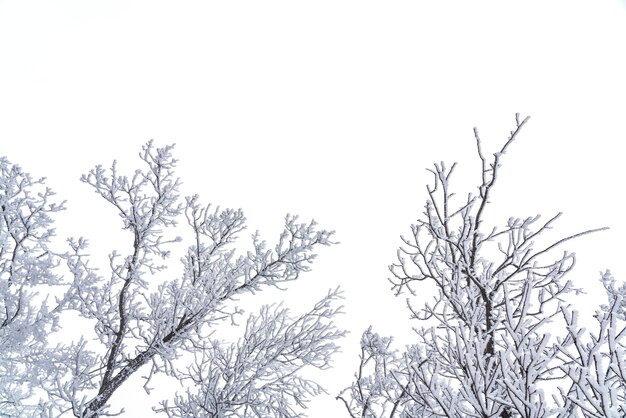 Alberi spogli congelati coperti di brina, scena invernale