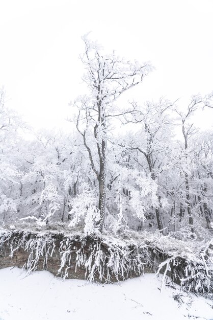 Alberi spogli congelati coperti di brina, scena invernale