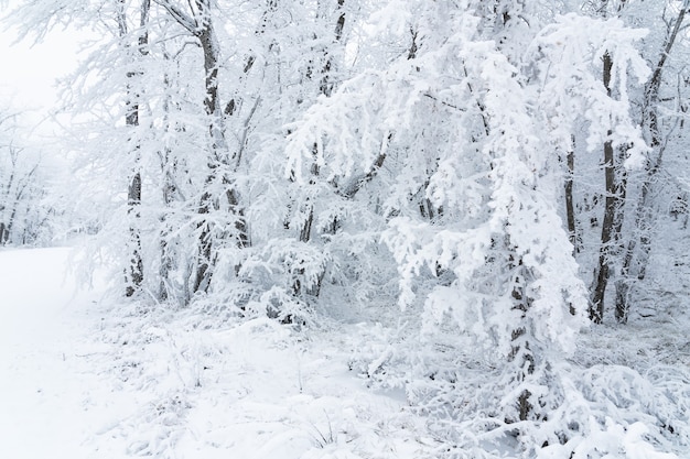 Alberi spogli congelati coperti di brina, scena invernale