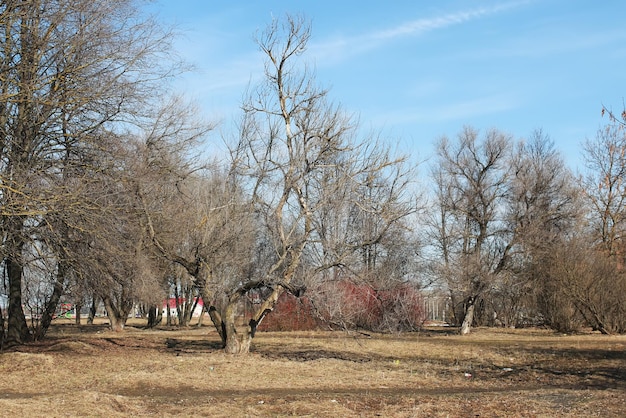 Alberi spogli del parco primaverile