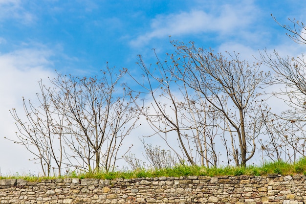 Alberi spogli e il cielo