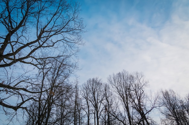 Alberi spogli in inverno