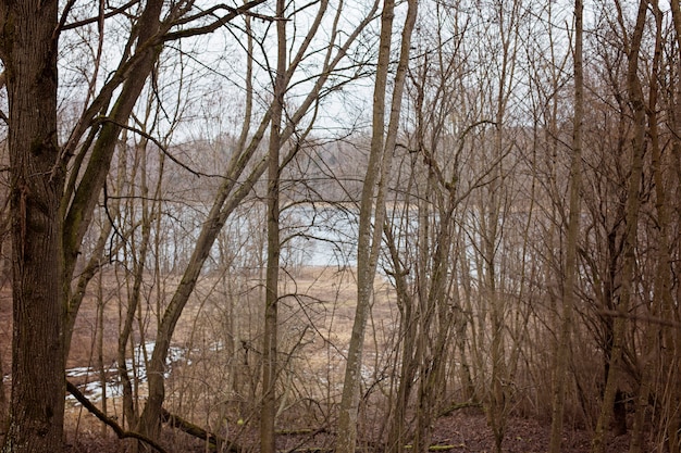 Alberi spogli in riva al lago. Stati d'animo di tristezza e ansia. depressione autunnale