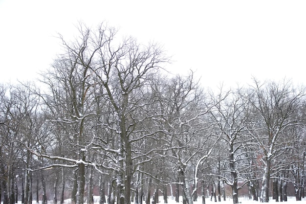 Alberi spogli in un bosco innevato