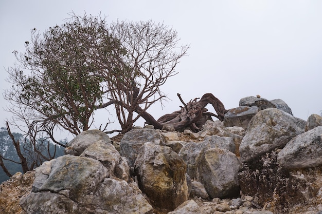 Alberi spogli nel cratere incantato