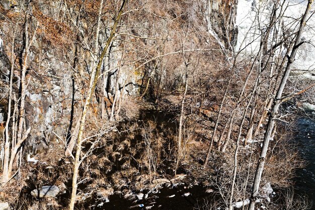 Alberi spogli nel fiume di montagna