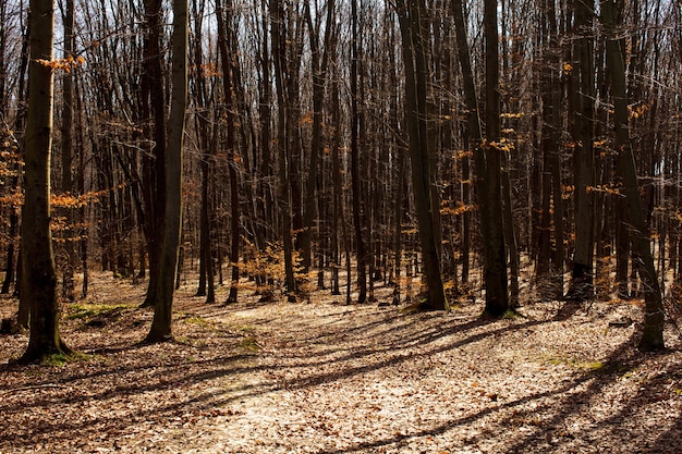 Alberi spogli nella foresta autunnale, immagine semplice e grafica