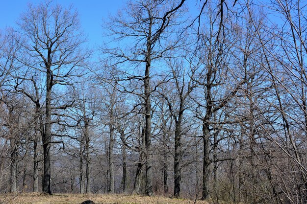 alberi spogli nella foresta con cielo blu sullo sfondo in una giornata di sole