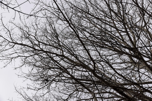 Alberi spogli nella stagione autunnale