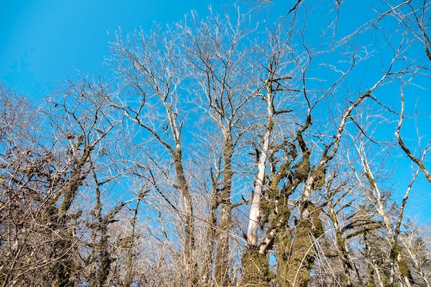 Alberi spogli senza fogliame ricoperti di muschio contro un cielo blu brillante, vista dal basso