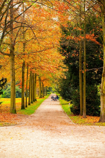 Alberi stagionali e strade Natura verde nel parco Foto