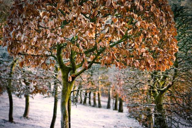 Alberi su piante coperte di neve durante l'inverno