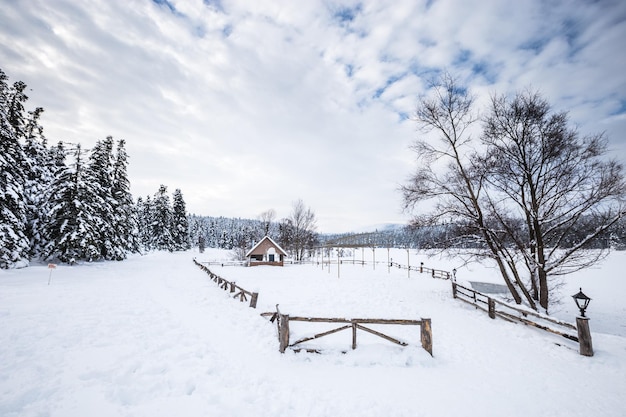 Alberi su un campo coperto di neve contro il cielo