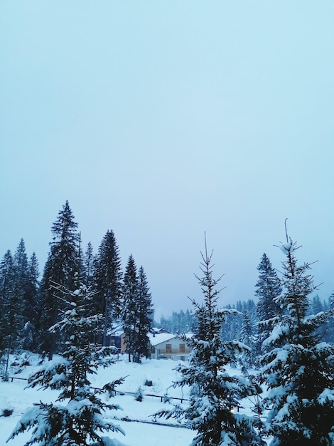 Alberi su un campo coperto di neve contro un cielo limpido