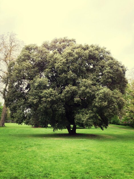 Alberi su un campo erboso in un parco