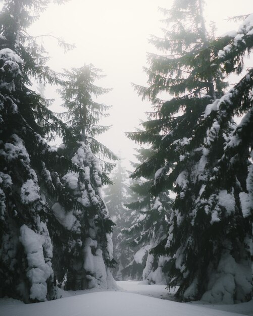 Alberi su un paesaggio coperto di neve