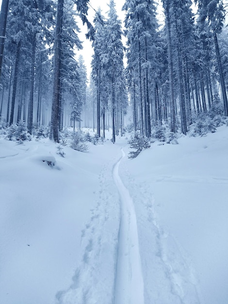 Alberi su un paesaggio coperto di neve