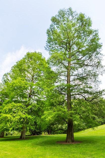 Alberi su un prato fresco.