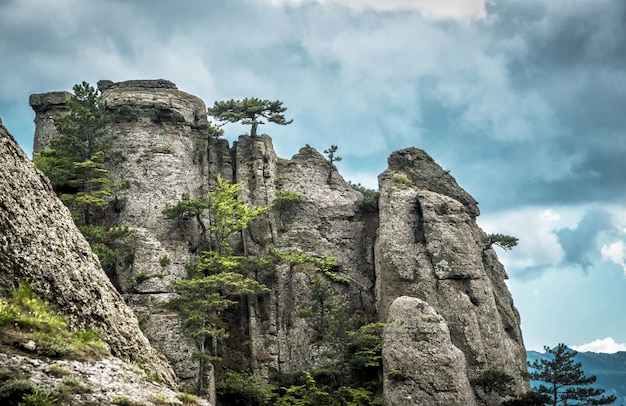 Alberi su una roccia nella montagna Demerdji Crimea