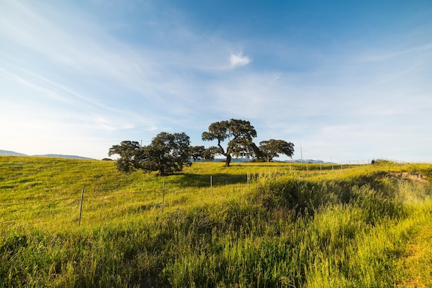 Alberi su una verde collina in Sardegna