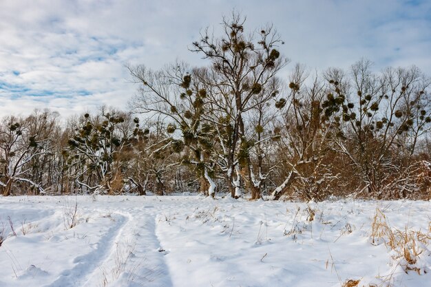 Alberi sul bordo della foresta contro il campo coperto di neve e il cielo azzurro nuvoloso in inverno