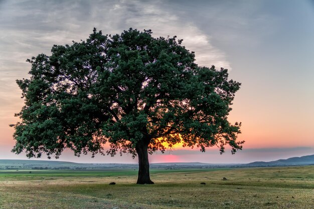 Alberi sul campo contro il cielo al tramonto