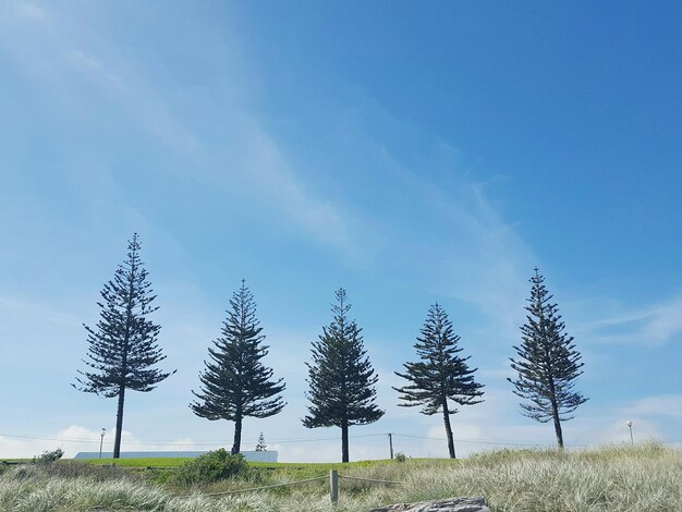 Alberi sul campo contro il cielo blu