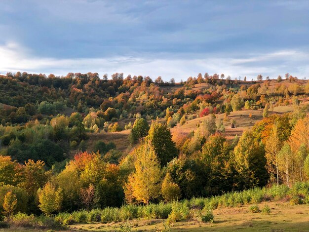 Alberi sul campo contro il cielo durante l'autunno