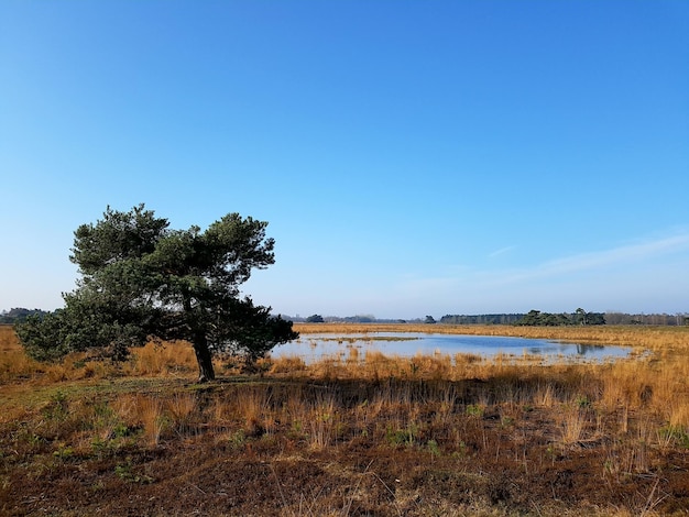 Alberi sul campo contro il cielo limpido