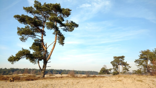 Alberi sul campo contro il cielo