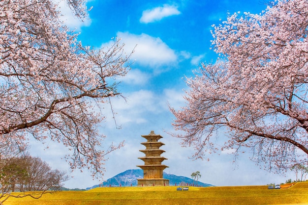 Alberi sul campo contro il cielo