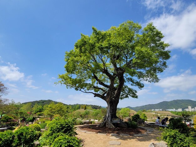 Alberi sul campo contro il cielo