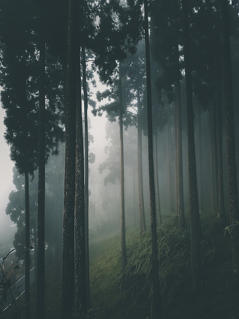 Alberi sul campo contro il cielo