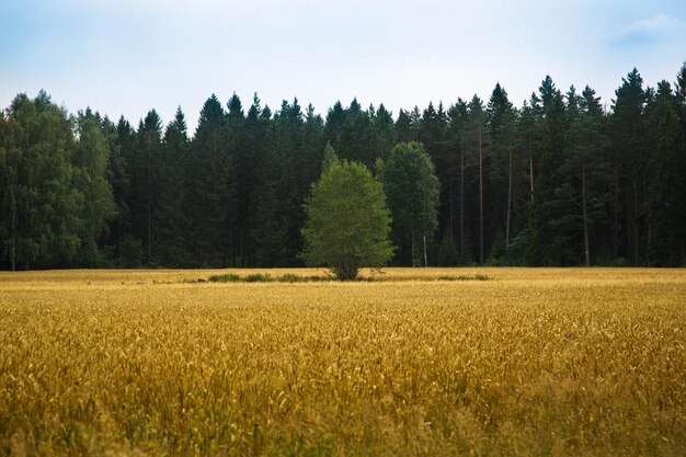 Alberi sul campo contro il cielo