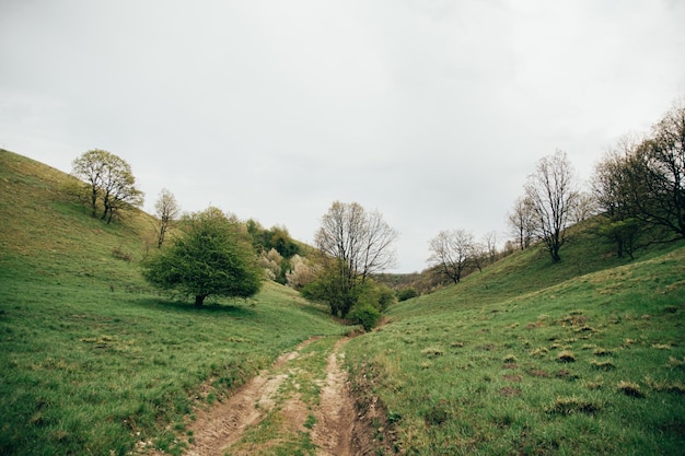 Alberi sul campo contro il cielo