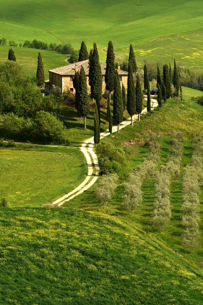 Alberi sul campo contro il cielo