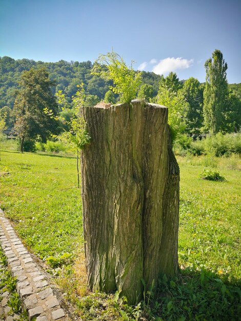 Alberi sul campo contro il cielo