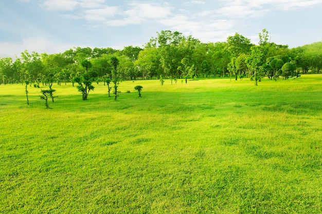 Alberi sul campo contro il cielo
