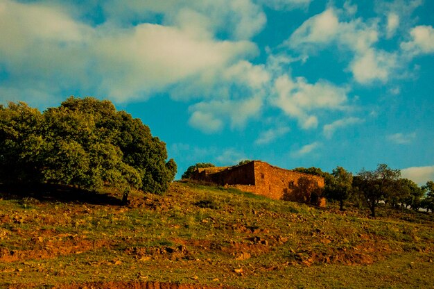 Alberi sul campo contro il cielo