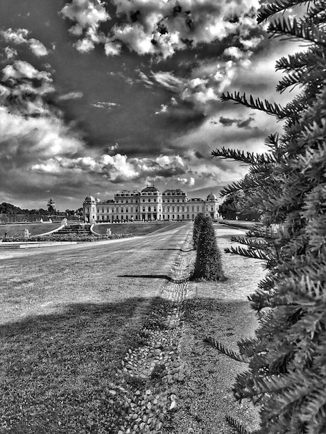 Alberi sul campo contro il cielo