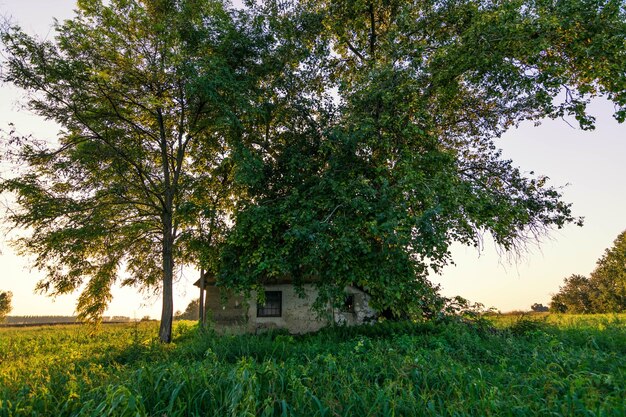 Alberi sul campo contro il cielo