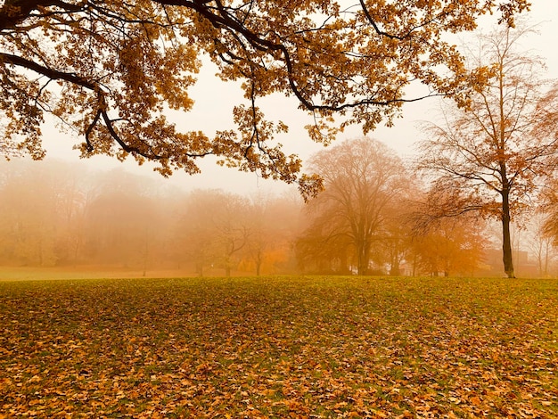 Alberi sul campo durante l'autunno