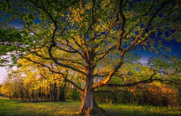 Alberi sul campo durante l'autunno