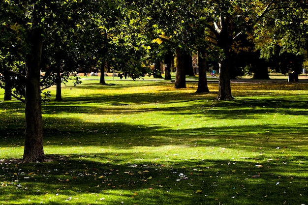 Alberi sul campo erboso