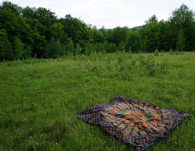 Alberi sul campo erboso