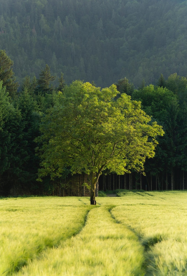 Foto alberi sul campo nella foresta