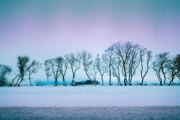 Alberi sul campo nevoso all'alba